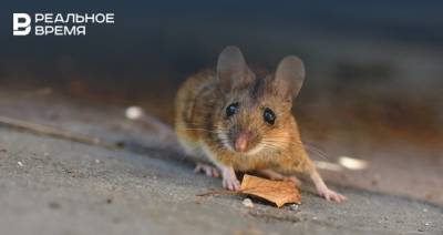 Ученый КФУ рассказала об опасности «мышиной лихорадки»