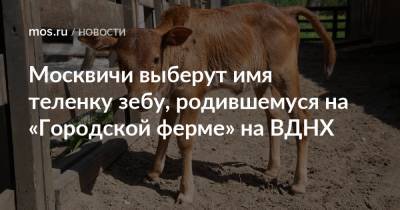 Москвичи выберут имя теленку зебу, родившемуся на «Городской ферме» на ВДНХ