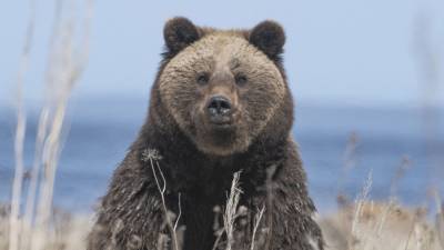 Мужчина погиб в результате нападения раненого медведя в Хабаровском крае