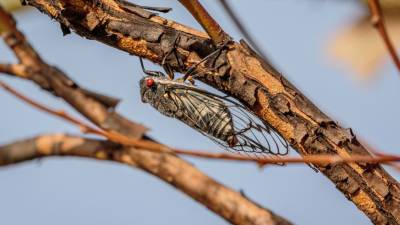 Миллиарды цикад с ярко-красными глазами выбрались из-под земли на востоке США