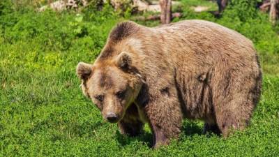 Молодой человек погиб после нападения раненого медведя в Хабаровском крае