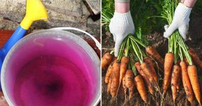 Слабый фиолетовый раствор вырастит крепкую и сочную морковь