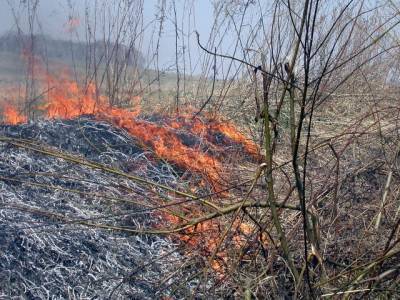 В Кузоватовском районе горит лес