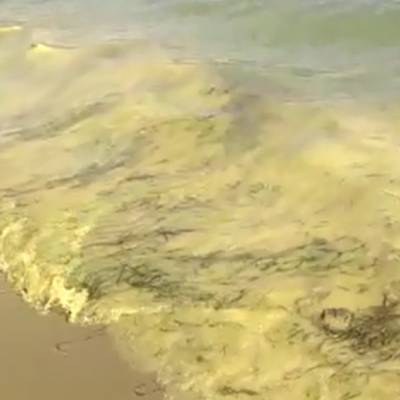 Желтый прилив наблюдается у побережья на юге Приморья
