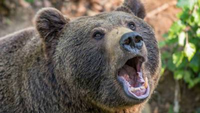 Подстреленный медведь убил охотника в Хабаровском крае