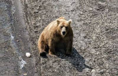 В Хабаровском крае медведь убил человека