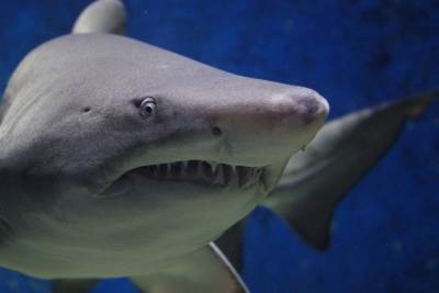 В Австралии акула загрызла серфера