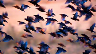 Численность птиц на Земле в шесть раз превысила количество людей