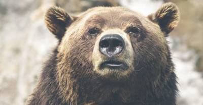 Раненый медведь задрал мужчину в Хабаровском крае