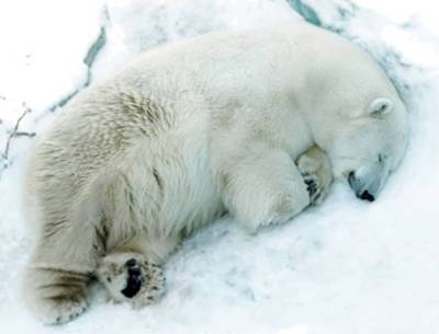 Причиной смерти медведя Умки в Екатеринбурге стал инсульт, а не мячик