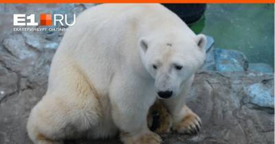 Прокуратура установила настоящую причину смерти белого медведя Умки в зоопарке Екатеринбурга