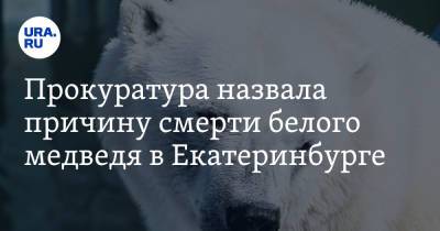 Прокуратура назвала причину смерти белого медведя в Екатеринбурге