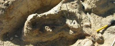 Найденный в Австралии череп, как оказалось, принадлежит неизвестной ученым рептилии