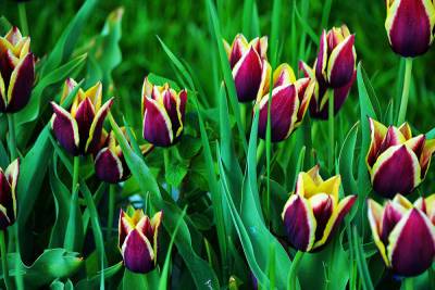 Свыше 70 тысяч луковиц тюльпанов будут бесплатно розданы в Иванове