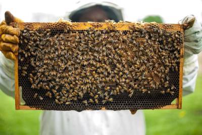Новый закон о пчеловодстве могут принять в Псковской области