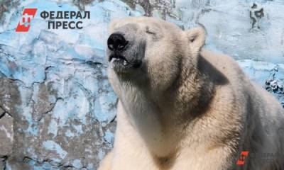 Проглотивший мяч медведь Умка из Екатеринбурга умер от кровоизлияния в мозг