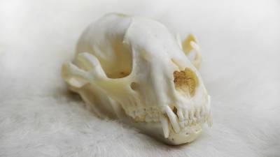 Австралийские археологи обнаружили череп неизвестной рептилии