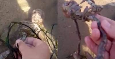 Парень нашёл на пляже "скелет русалки", который навёл зрителей на самые страшные мысли — видео