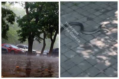 После дождя в Одессе повылазили змеи, кадры: "много возле моря и в центре города"