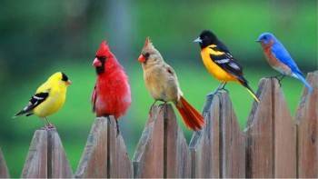 Учёные смогли пересчитать всех птиц на планете