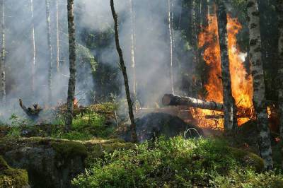 Почему загорелись раньше обычного: пожары снова выкашивают российские леса