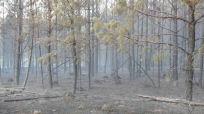 Жителей области предупредили о высокой пожарной опасности лесов