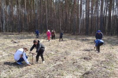 В Пичаевском районе высадили 80 гектаров молодого леса