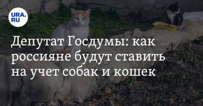 Депутат Госдумы: как россияне будут ставить на учет собак и кошек