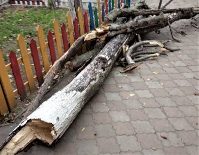 В Одессе выявили сотни аварийных деревьев: вместо них высадят новые