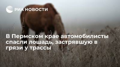 В Пермском крае автомобилисты спасли лошадь, застрявшую в грязи у трассы