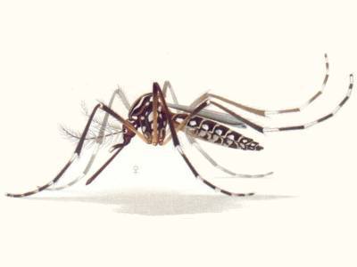 Генетически модифицированные комары выпущены во Флориде - polit.ru - шт.Флорида