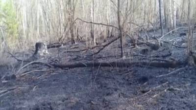 Во время лесного пожара в Красноярском крае задохнулся медвежонок