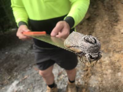 В Австралии нашли вид моли, длиной 25 сантиметров