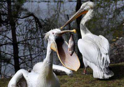 Пеликаны Московского зоопарка вернулись на болото
