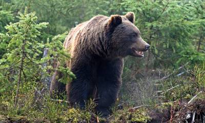 Медведь убил 28-летнего мужчину