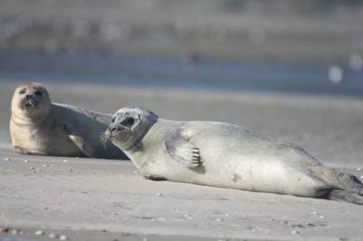 Прокуратура организует проверку после массовой гибели тюленей в Каспийском море
