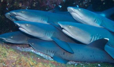 Акулы используют магнитное поле Земли как GPS