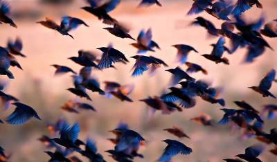 50 миллиардов: ученые подсчитали, сколько птиц на Земле