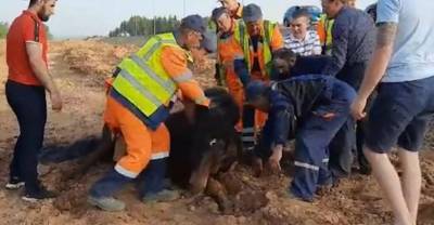Пермские рабочие спасли увязшую в глине лошадь, момент освобождения попал на видео