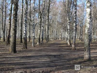 Более 1,1 тысяч аварийных деревьев планируется вырубить в Нижнем Новгороде в 2021 году