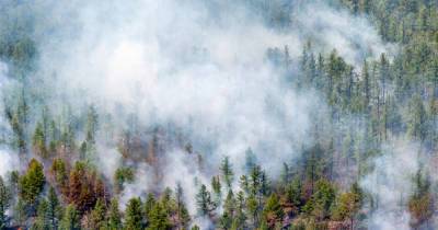 Климатологи опасаются массовых лесных пожаров из-за аномальной жары