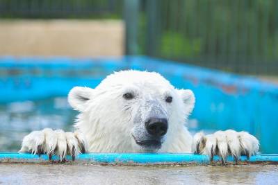 Купальный сезон открыли для животных в Московском зоопарке