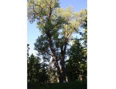 Смоленский «Тополь графа Панина» может стать главным деревом страны