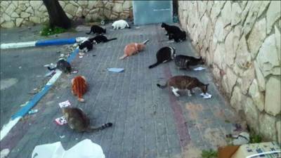 Защитнице уличных кошек в Нетании пригрозили штрафом "за приставания к госслужащим"
