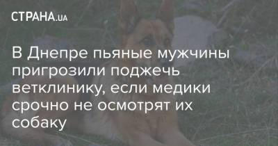 В Днепре пьяные мужчины пригрозили поджечь ветклинику, если медики срочно не осмотрят их собаку - strana.ua