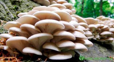 Выращивание грибов на пнях