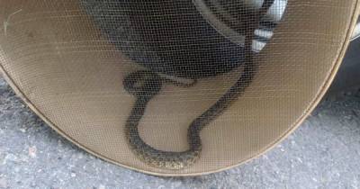 В Днепропетровской области полутораметровая змея заползла в частный двор (фото) (3 фото)