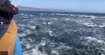 Они сошли с ума: дельфины сбились в невиданную ранее по размеру стаю и во всю прыть кинулись наперегонки (2 фото + 1 видео)