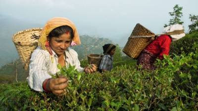 Агроном раскрыл последствия роста цен на черный индийский чай для РФ