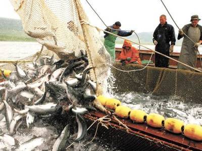 Экспорт российской рыбы рухнул на 35%